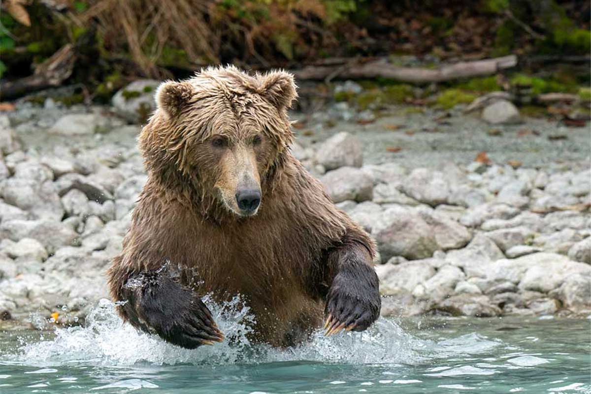 Brown Bear Photography - James Ward Photography