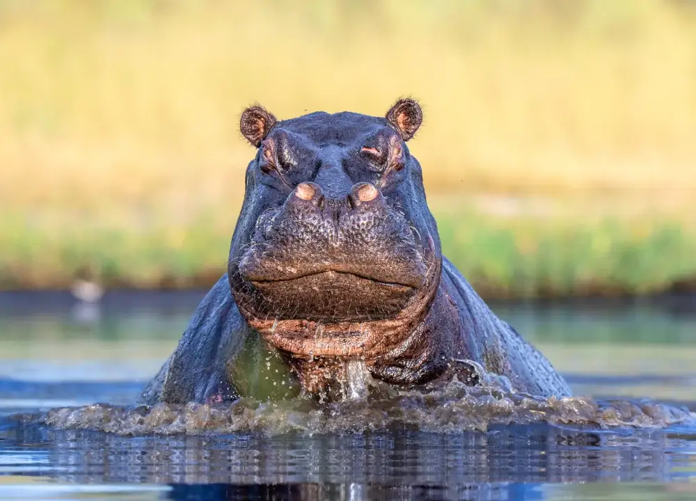 Hippo in the water, charging