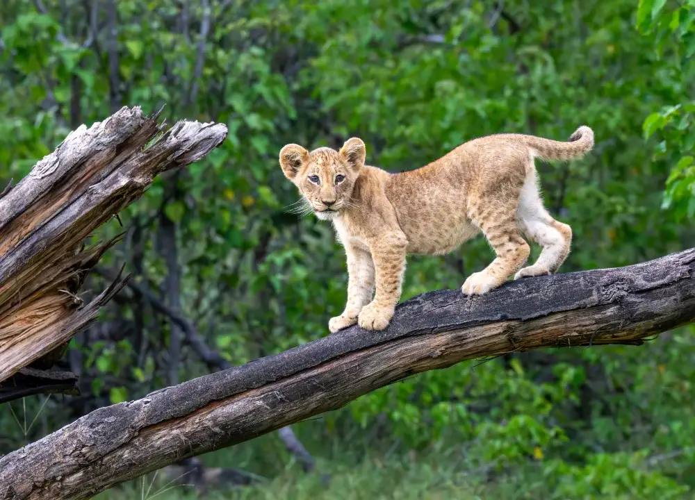 Lion cub climbing on a broken log with greenery behind