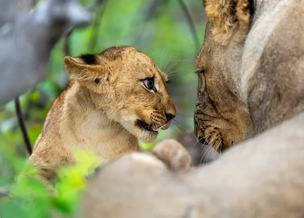 Lion cub having an angry stare down with mom