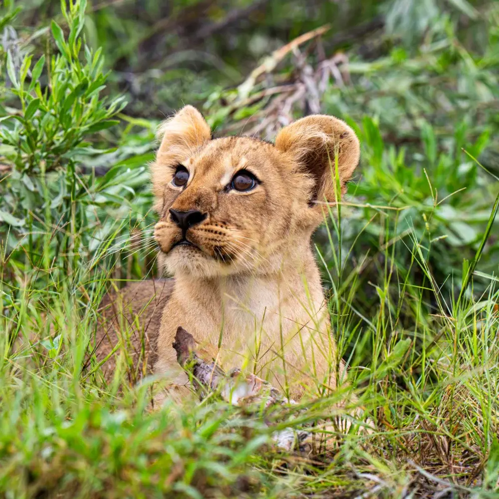 Alert lion cub lying in the grass