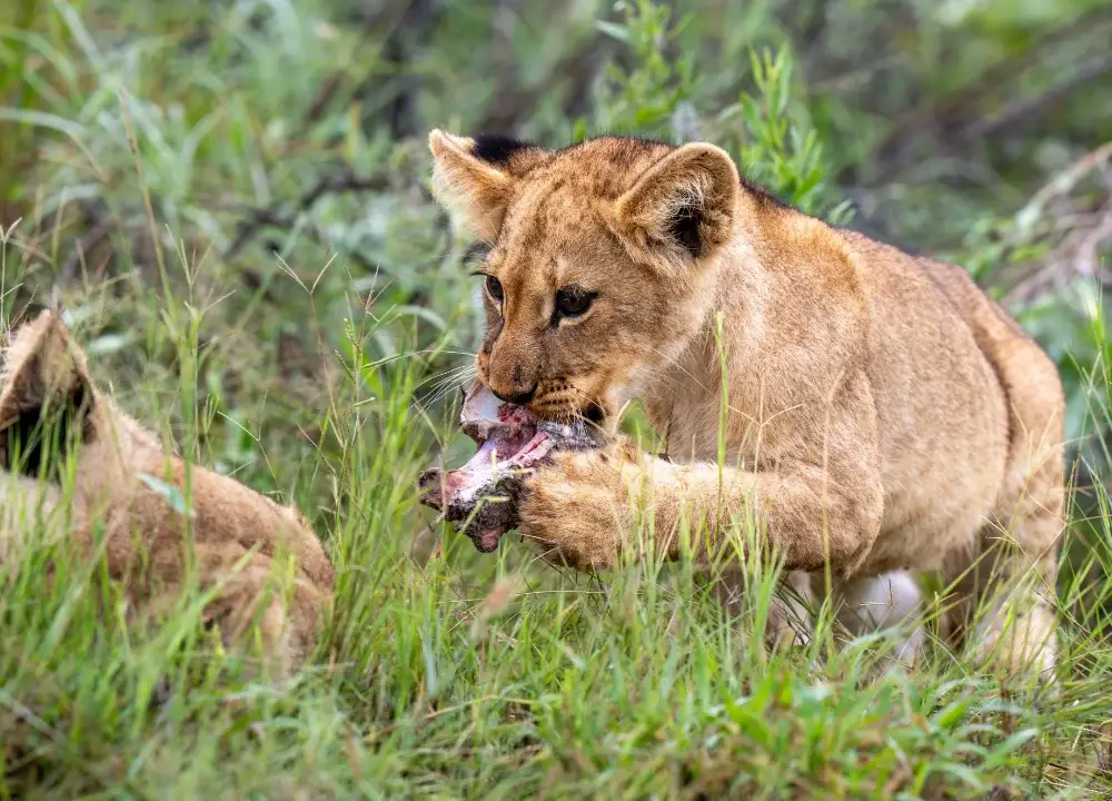 Lion cubs in the grass fighting over bones