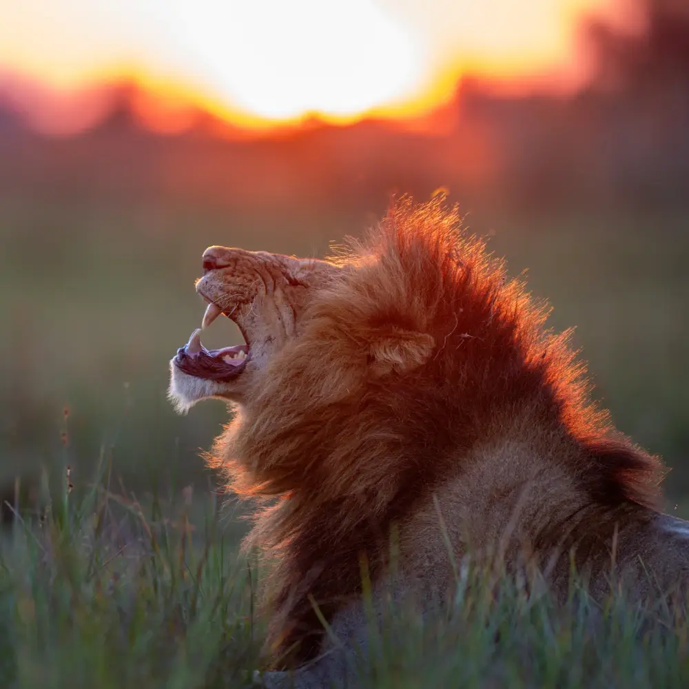 Lion roaring during sunset