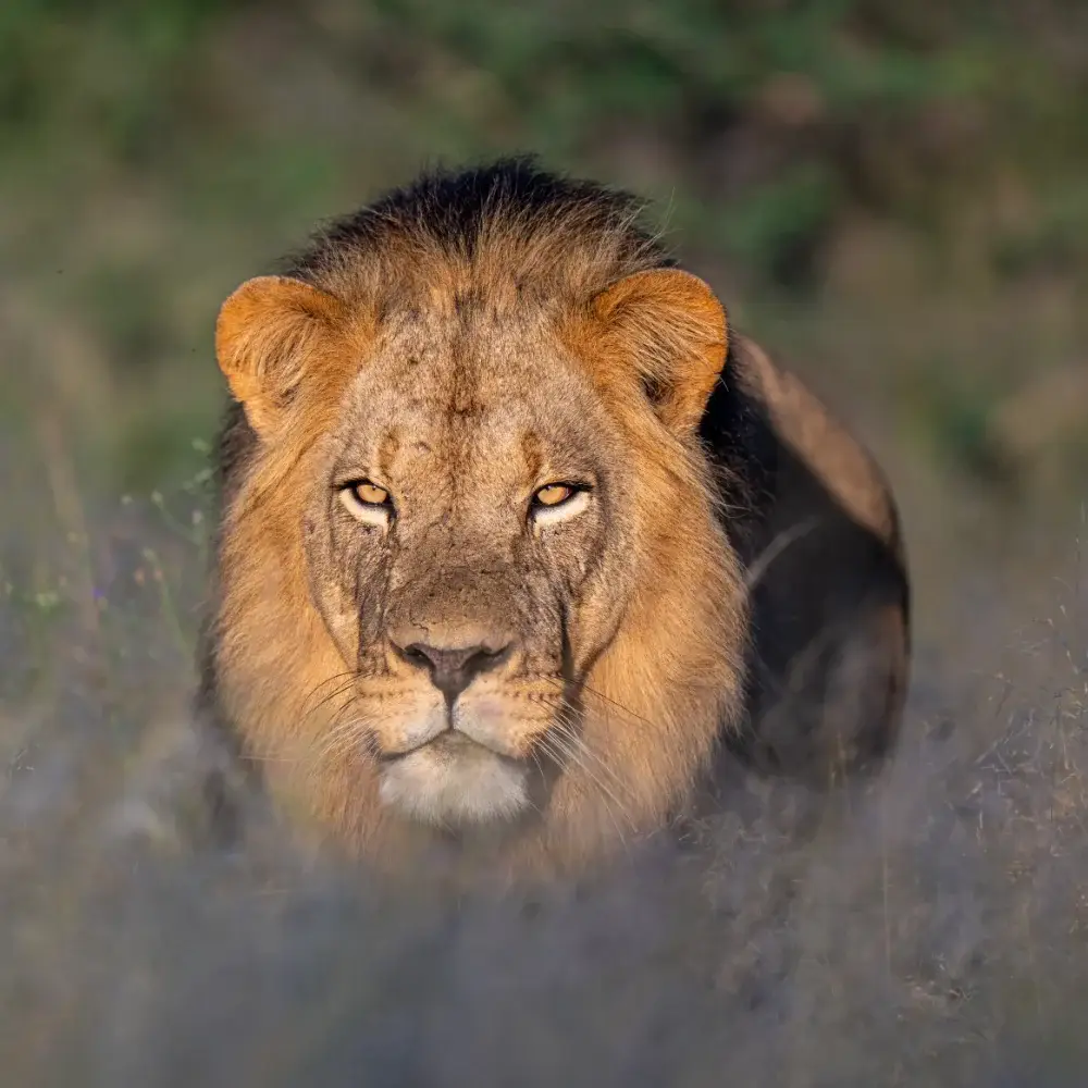 Male lion in the grass
