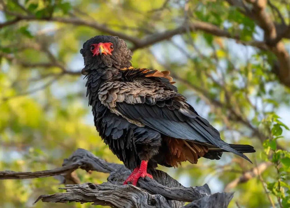 Black and red Bateleur eagle on a branch