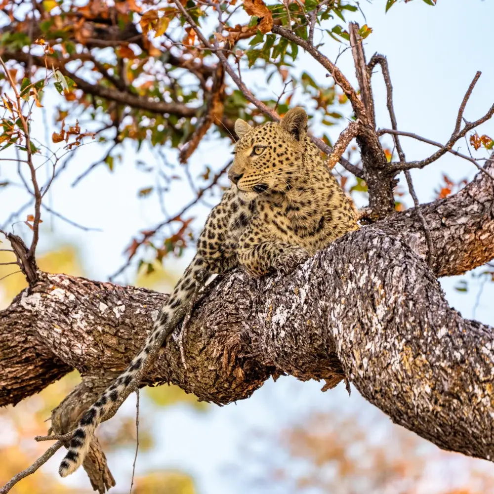 Leopard in a tree