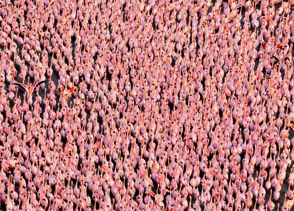 Flambouyance of Flamingos fill the frame