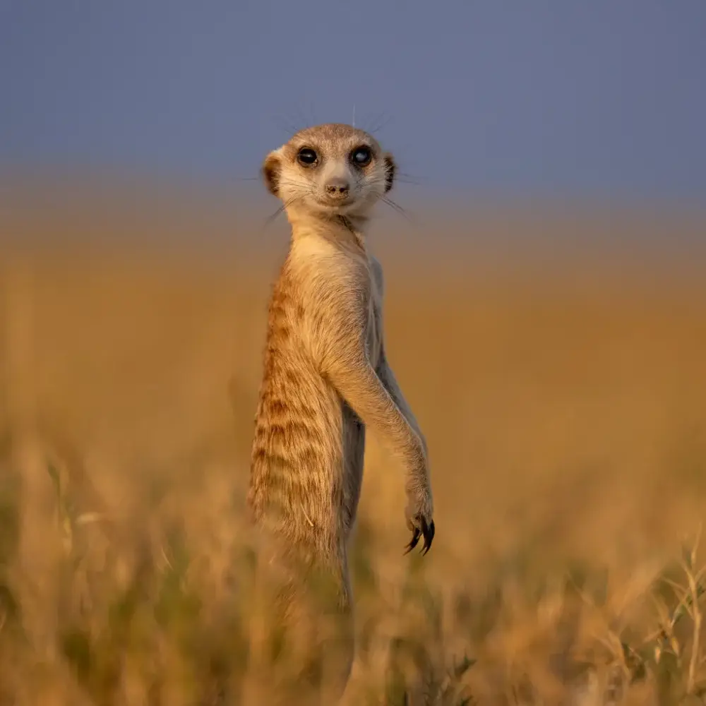 Meerkat standing at attention