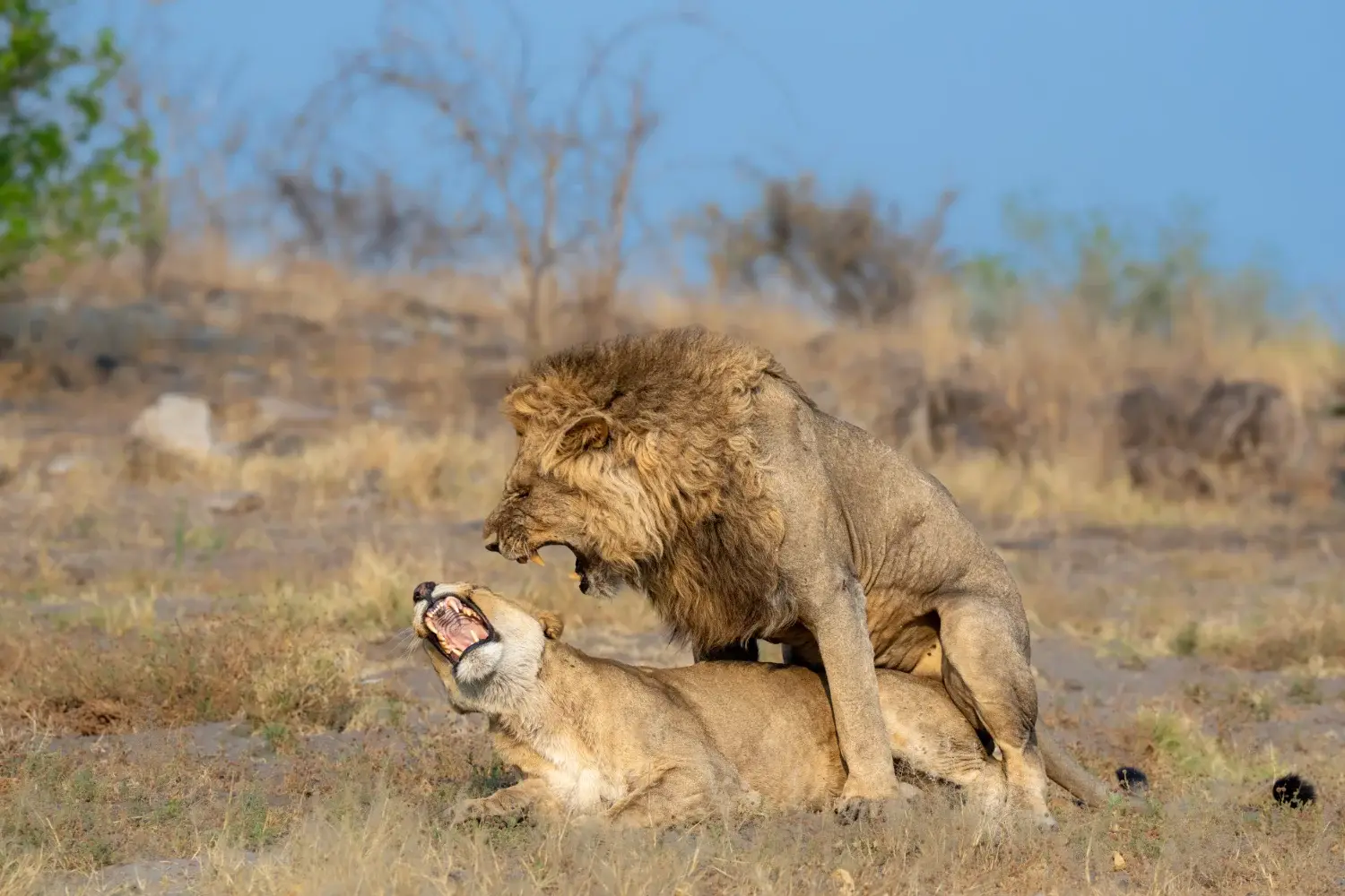 Lions mating