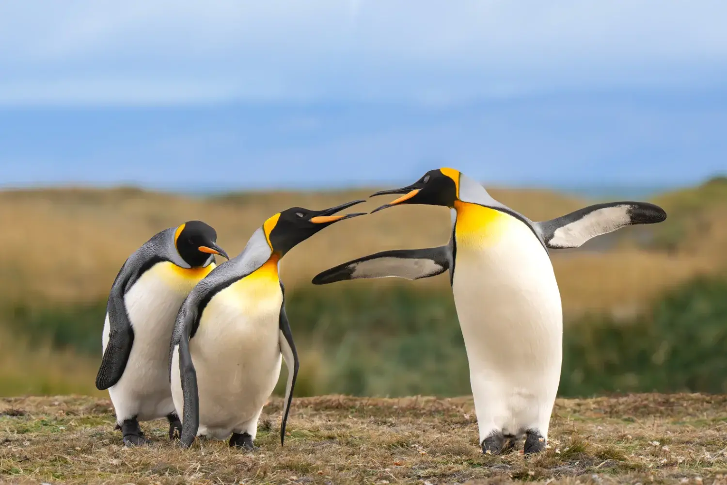 King penguins in grass
