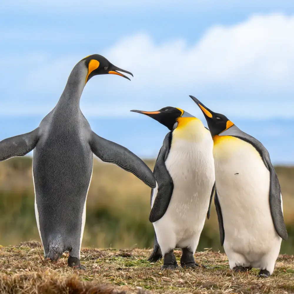 King penguins in grass