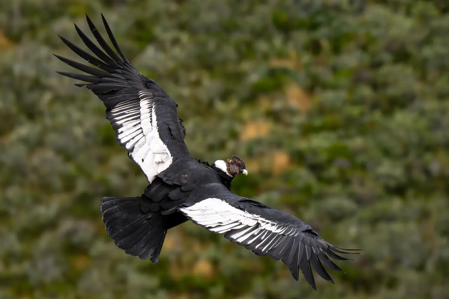 Condor in flight shot from above