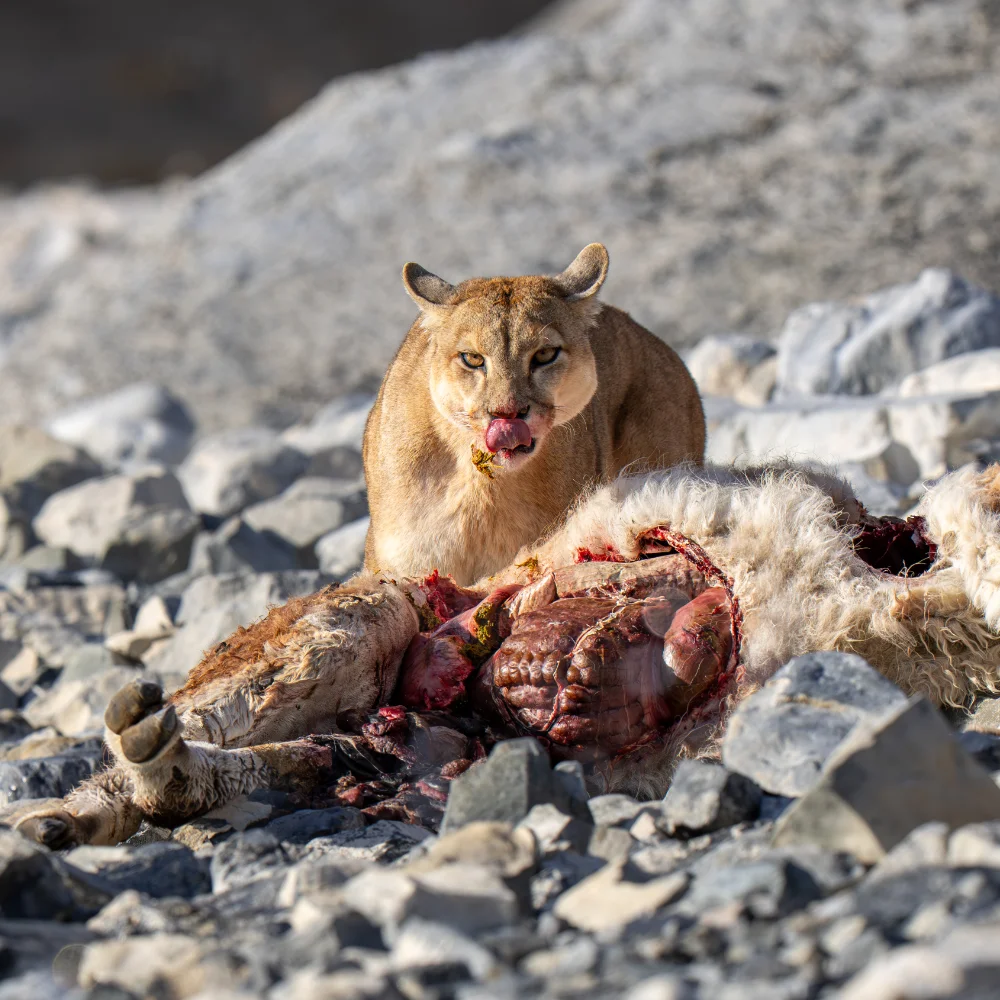 Puma eating it's kill