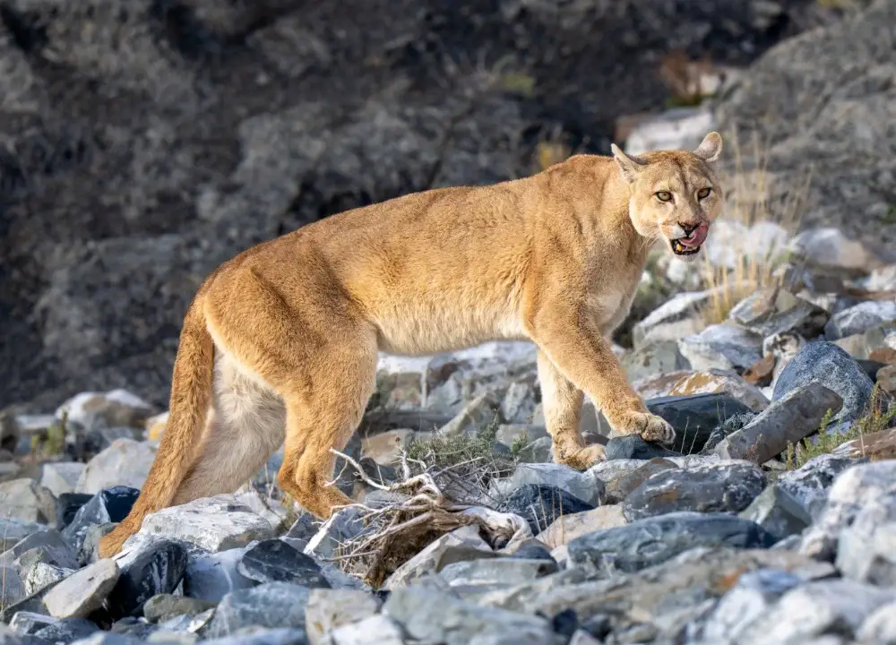 Puma on rocks licking it's lips