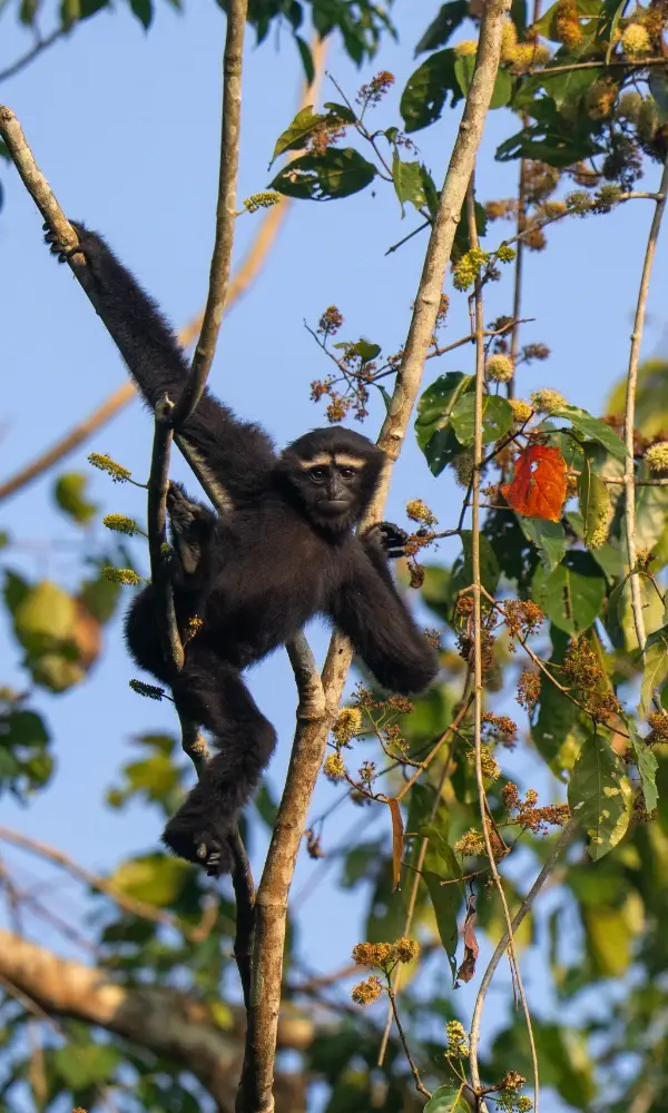 Black Gibbon in a tree