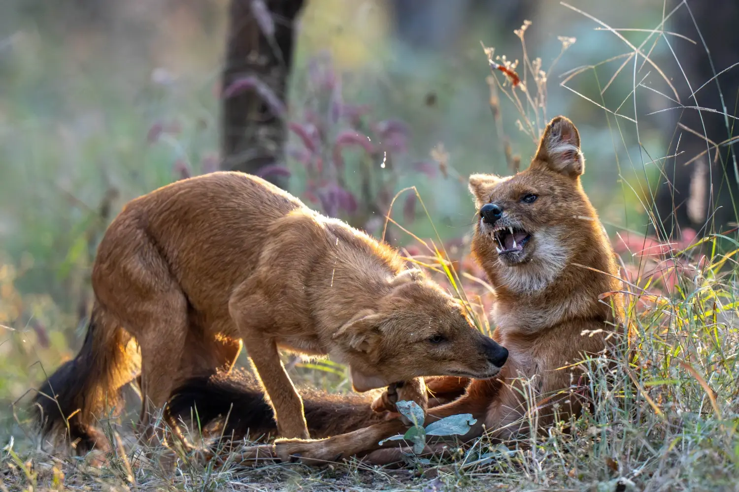 Dholes playing in the grass
