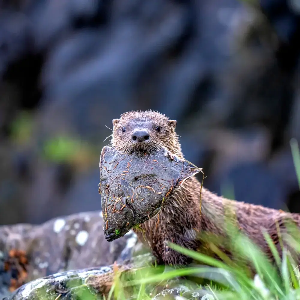 River otter on the shore with a fish in it's mouth