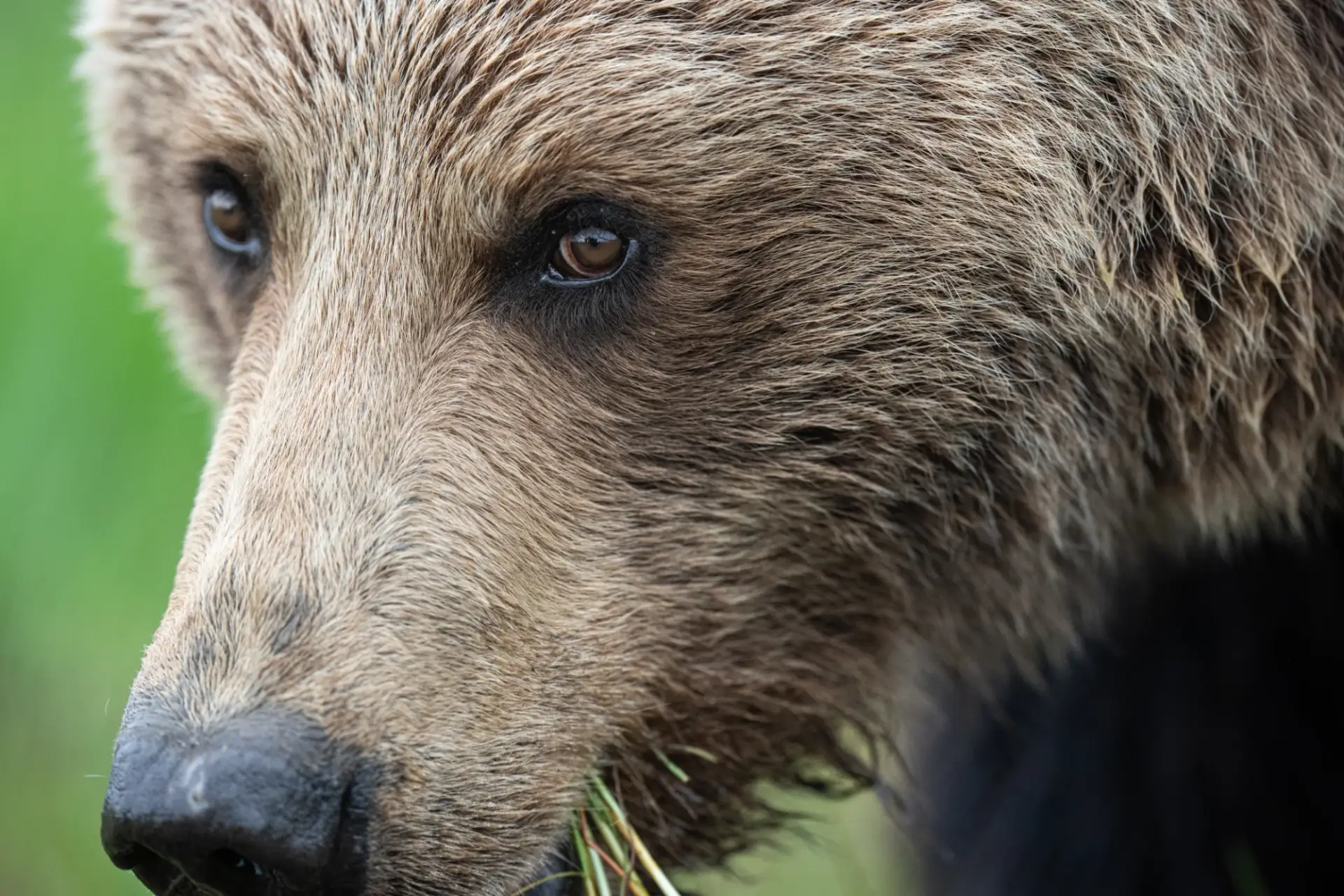 Close up of a brown bear eating grass