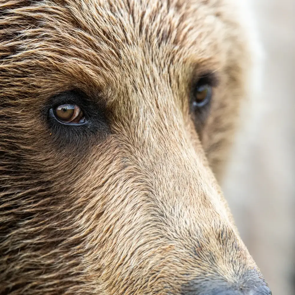 Extreme close up of a brown bear face