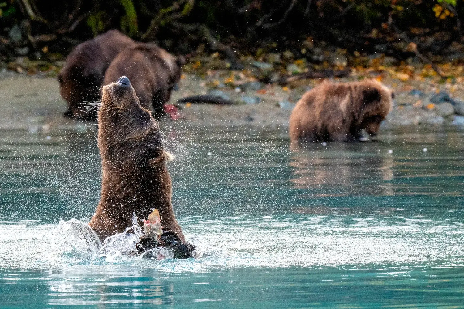 Brown bear shaking head emerging from the reflective water with other bears in the water behind