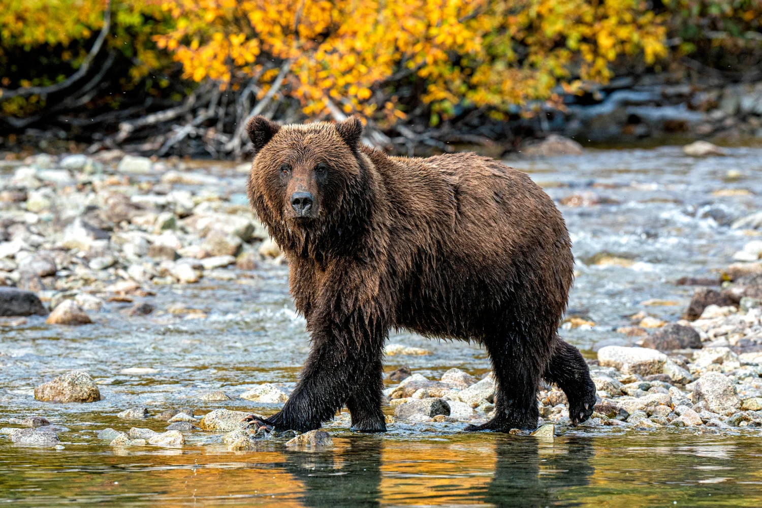 Brown bear walking on the shore, rocks and golden leaves behind