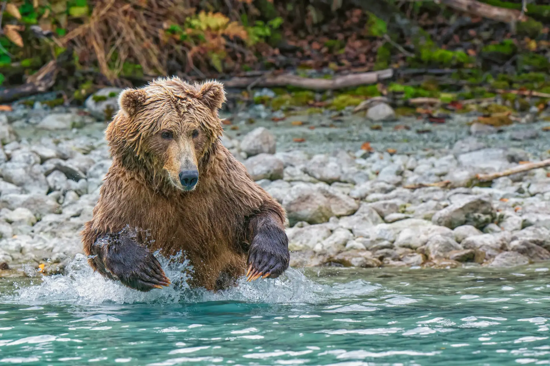 Brown bear in the water preparing to dive for fish