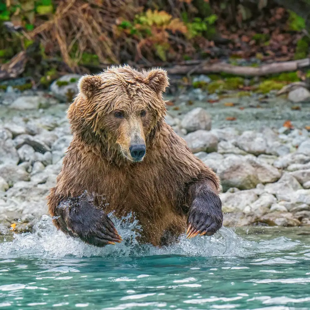 Brown bear in the water preparing to dive for fish