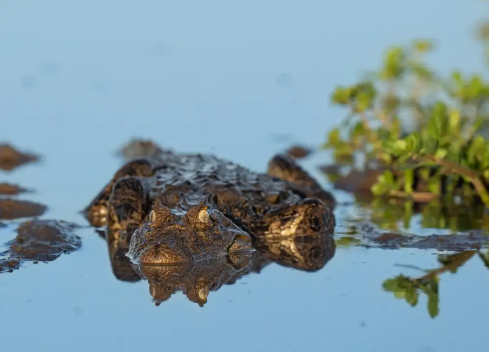 Caiman floating in the water