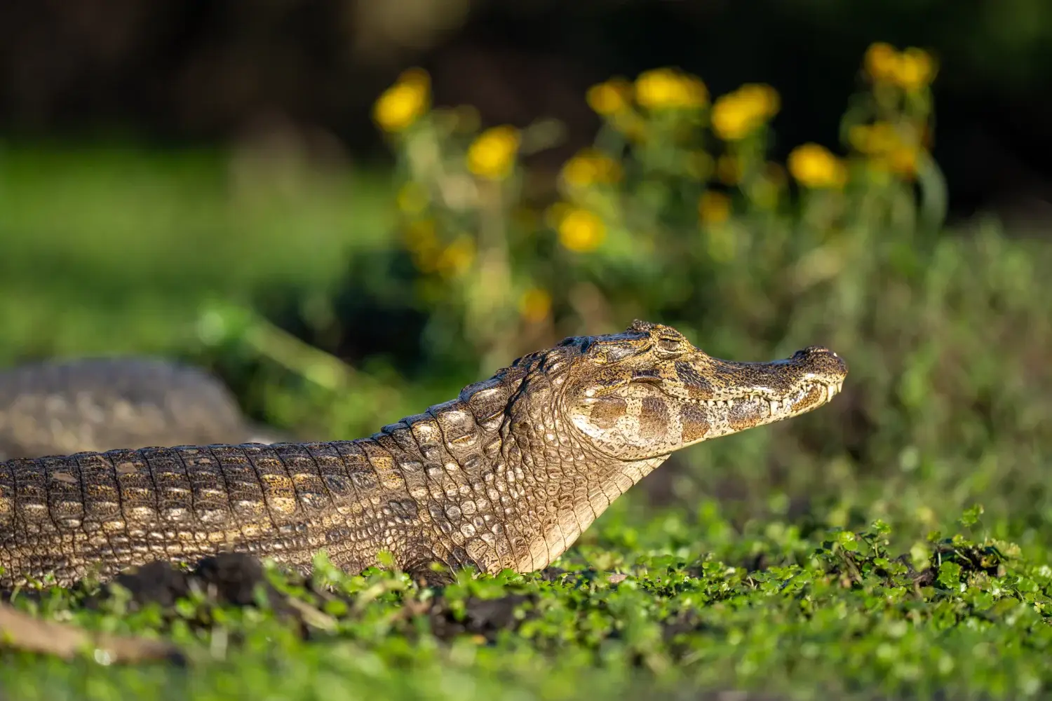 Caiman in the grass
