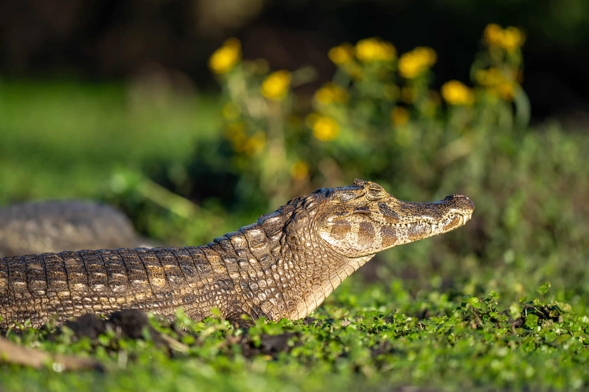 Caiman in the grass