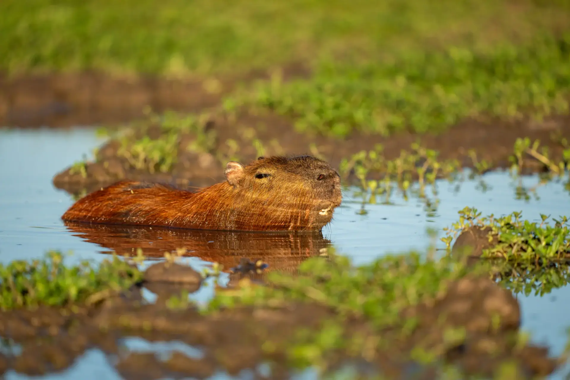 Swimming capybara smiling at the camera
