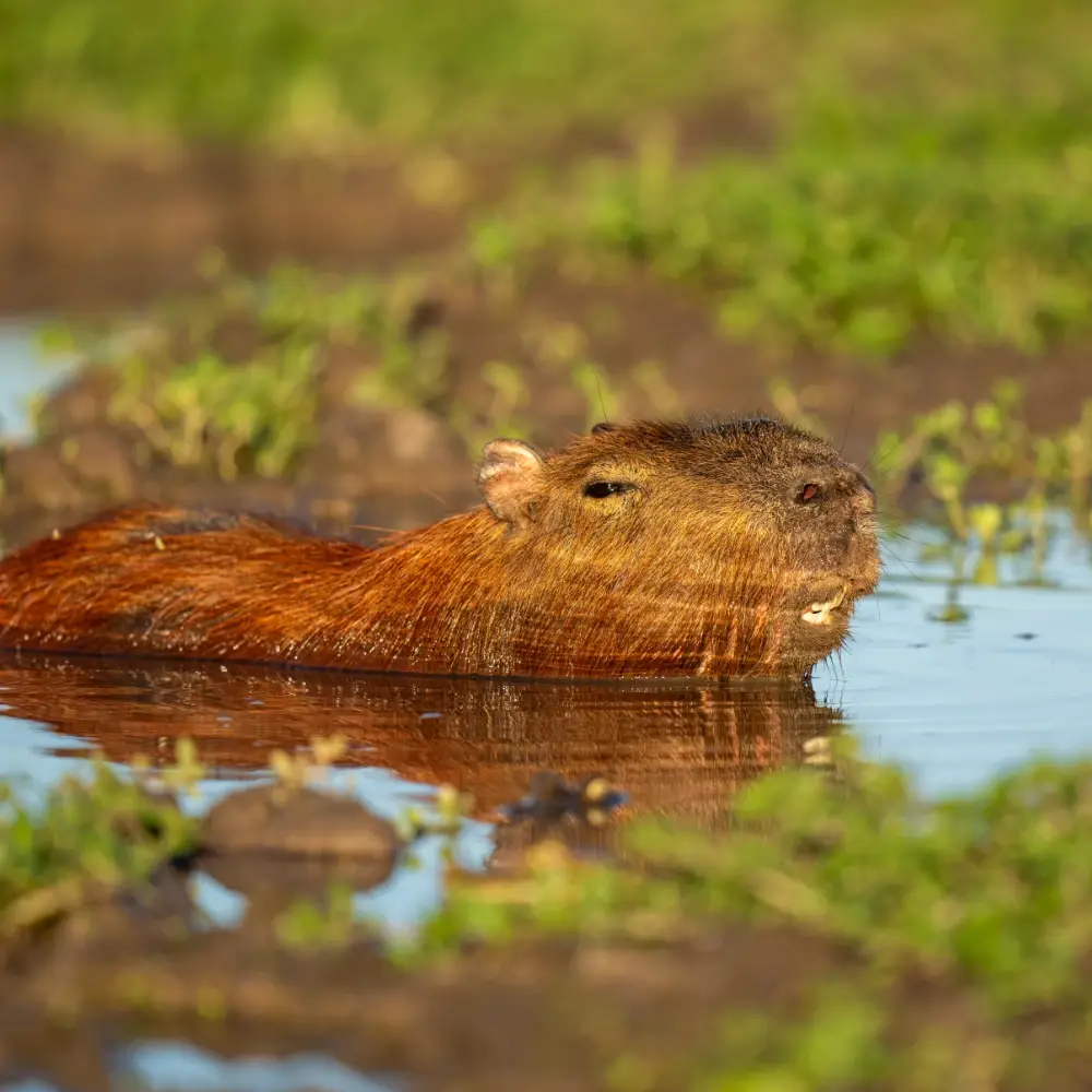 Capybara in the water, surrounded by dirt and greenery smiling at the camera
