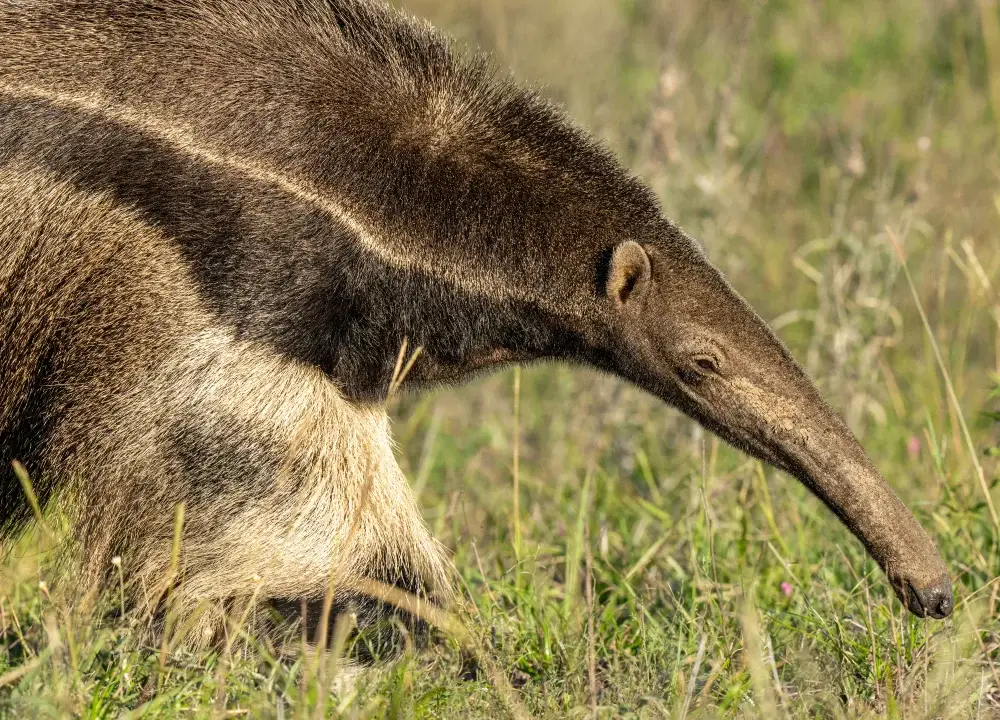 Giant anteater in the grass