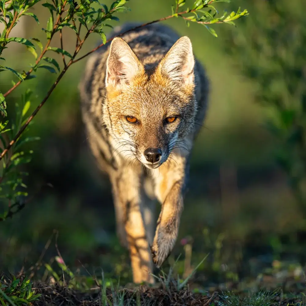 Gray fox walking toward the camera