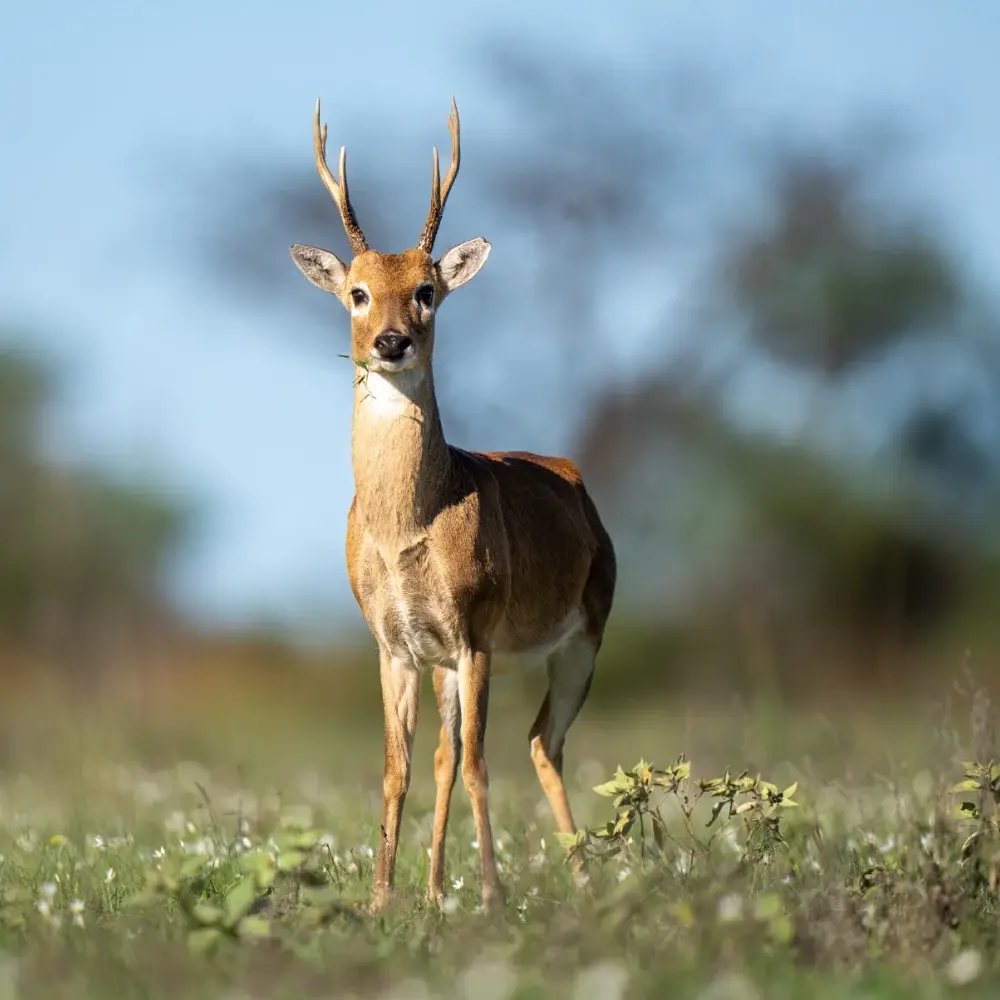 Marsh deer in the grass