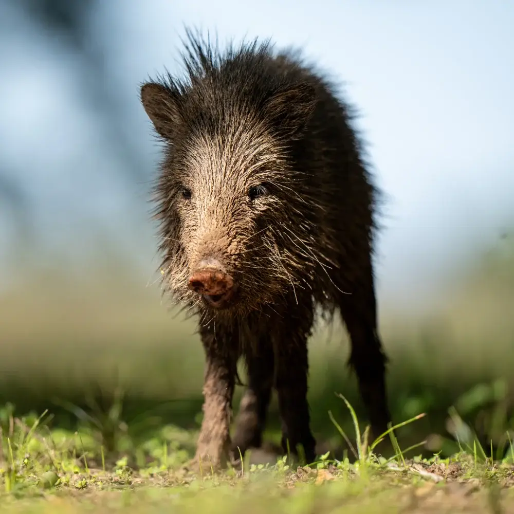 Peccary standing in grass