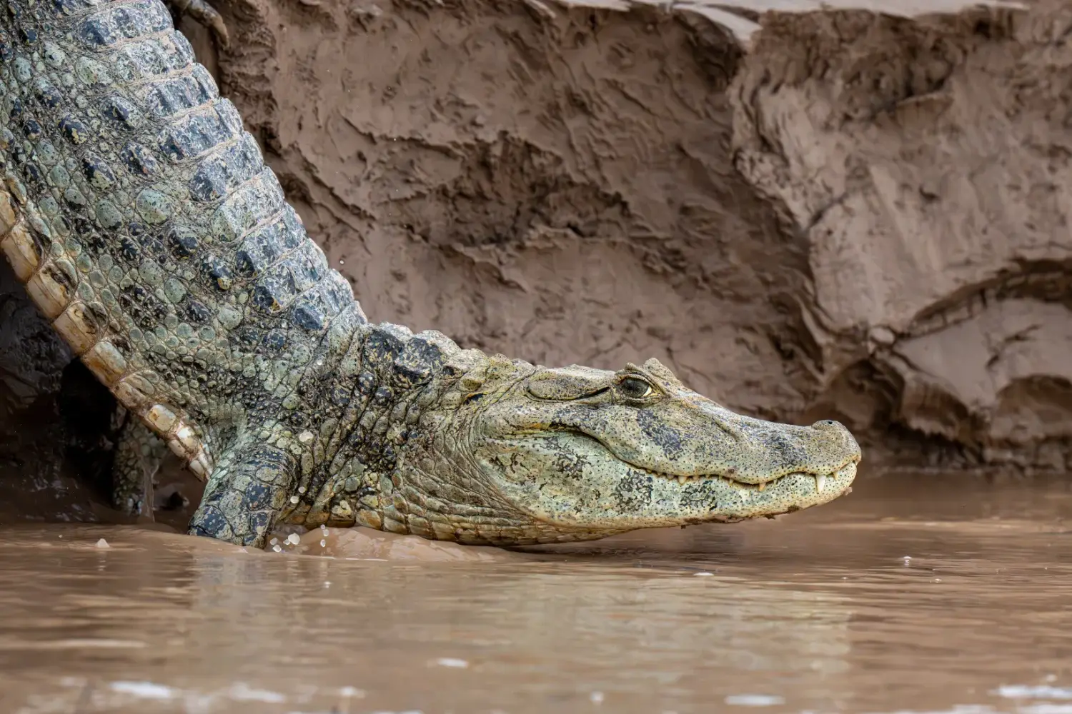 Impenatrable Caiman sliding into the water