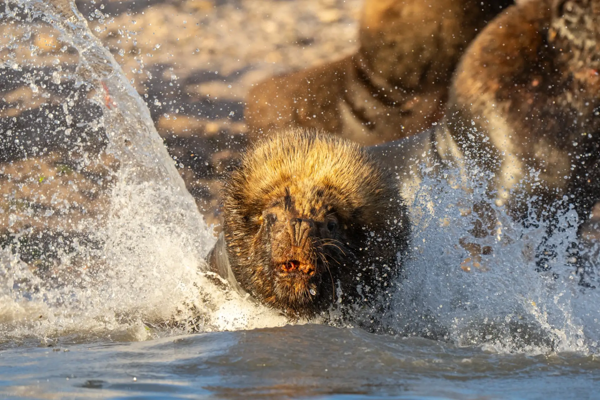 Male southern sea lion charging into the water