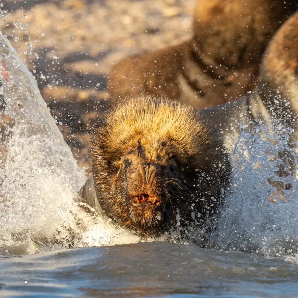 Male sea lion charging into the water