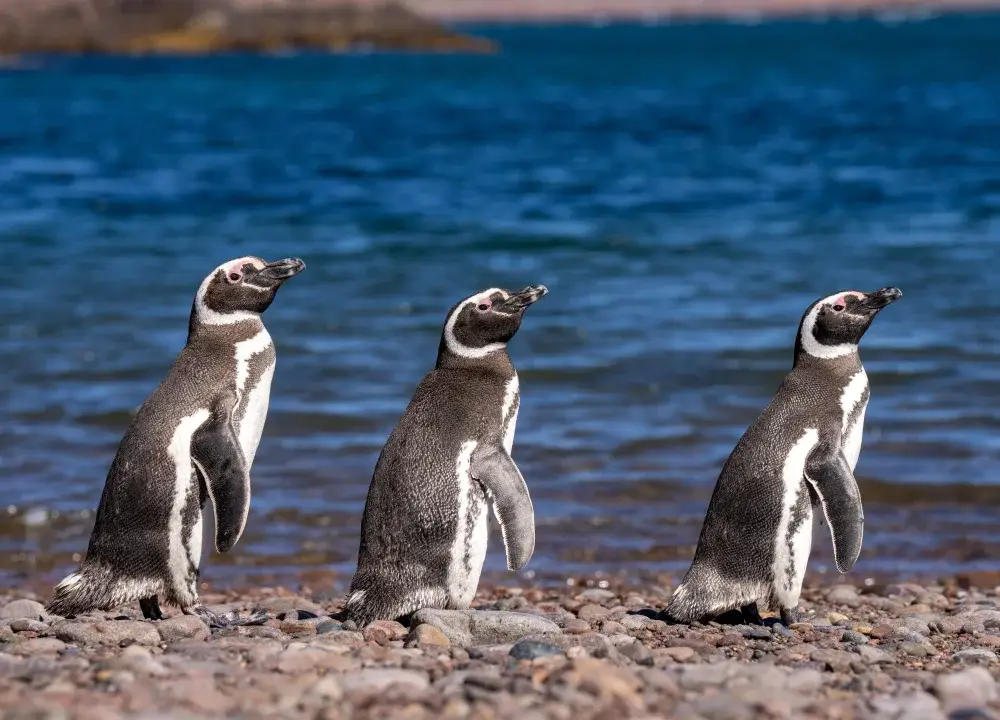 Trio of Magellanic penguins on the beach