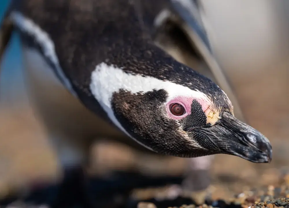 Close up of a Magellanic penguin