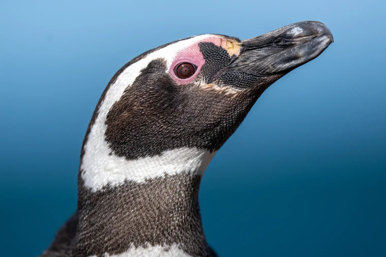 Close up of a Magellanic penguin