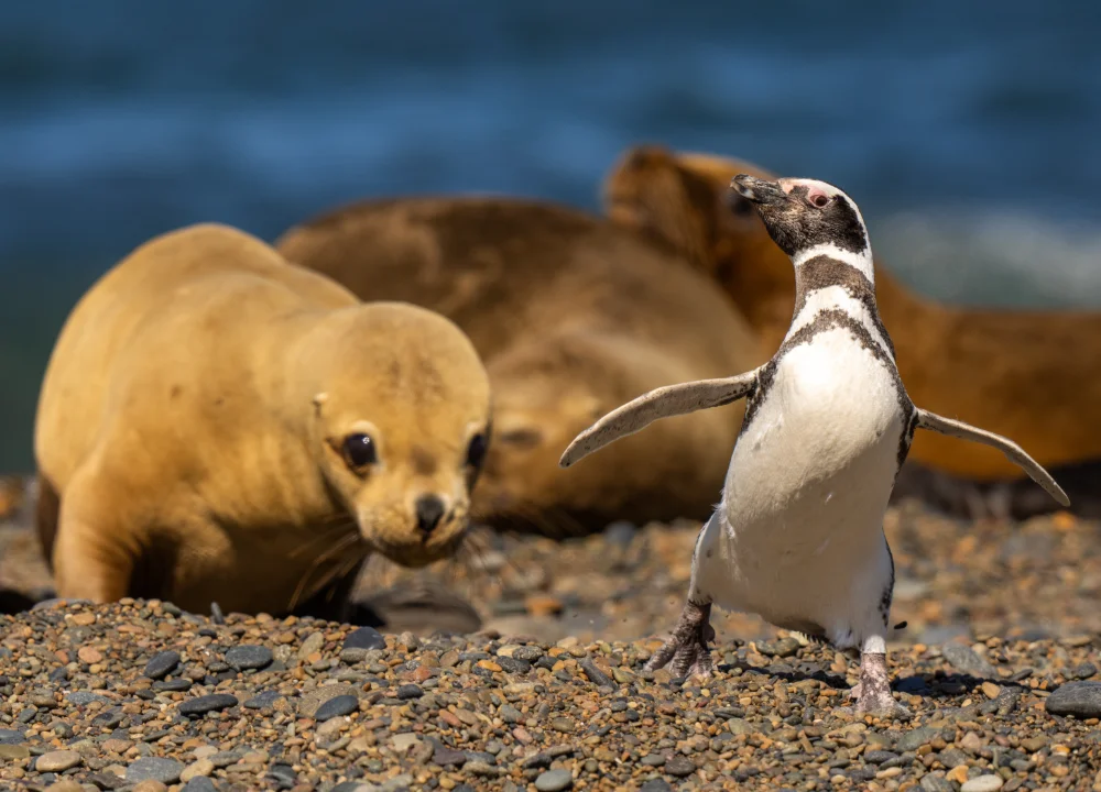 Magellanic penguin being chased by a southern sea lion