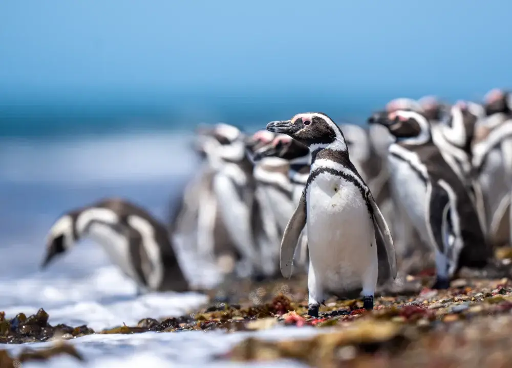 Magellanic penguins on the beach waiting for the tide