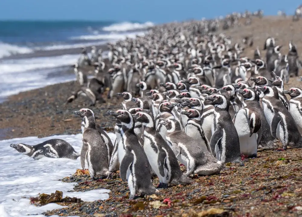 Magellanic penguins on the beach waiting for the tide
