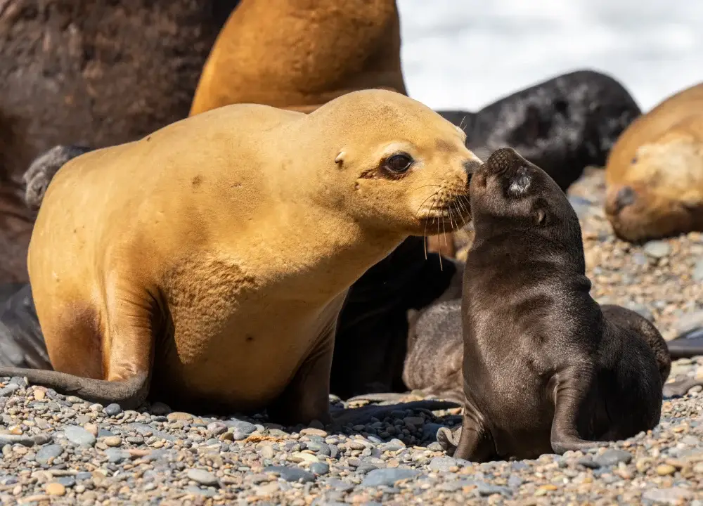 Southern sea lion pup with mom