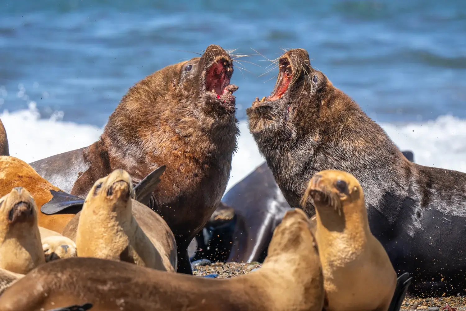 Southern sea lions fighting on the beach
