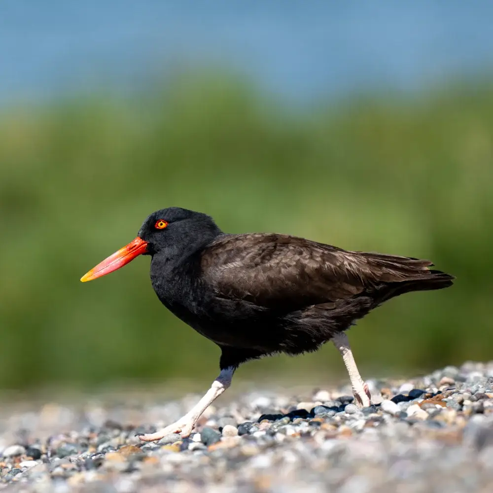 Oystercatcher walking along the shore
