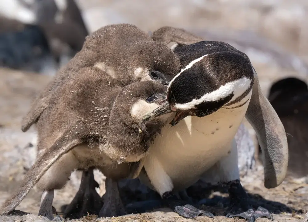 Magellanic penguin chicks with mom, feeding