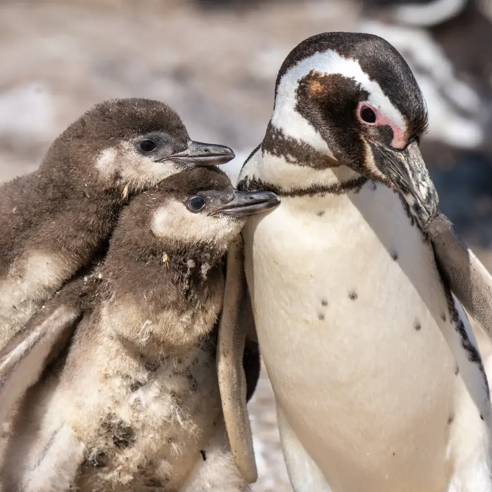 Magellanic penguin chicks with mom